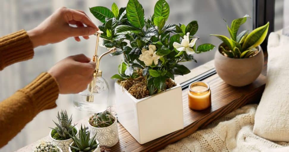 romantičnih biljaka za poklon na Dan zaljubljenih