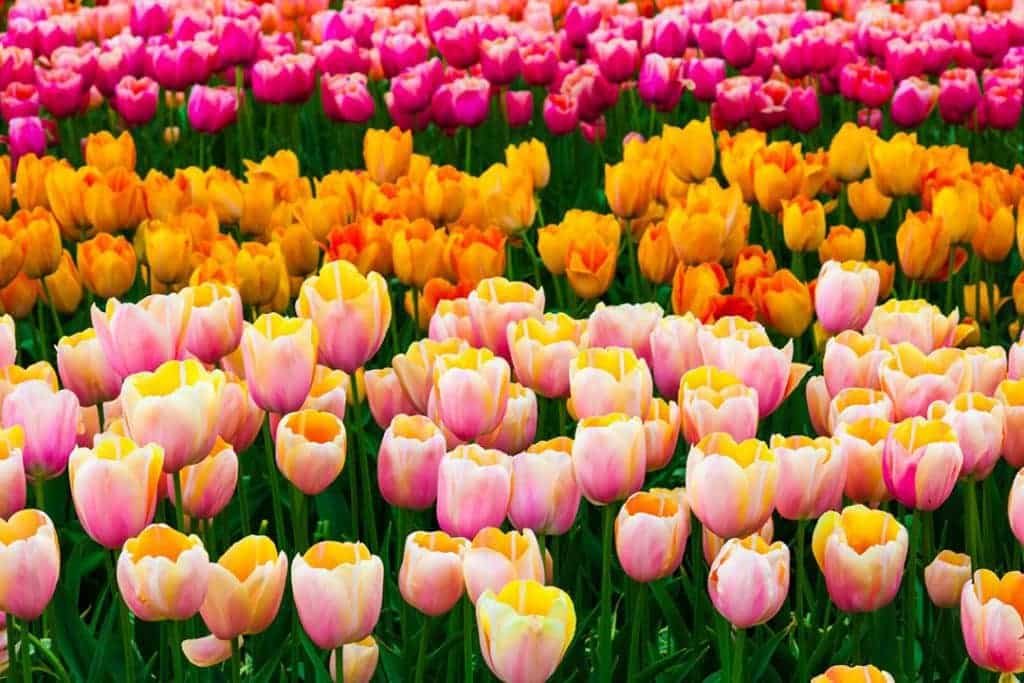 Kako složiti bukete tulipana