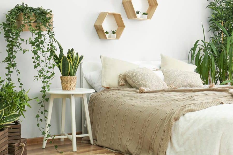 Najbolje sobne biljke