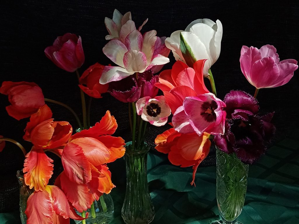 Papagajski tulipani