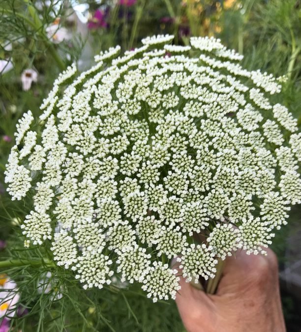 Planiranje svadbenog cvetnog vrta