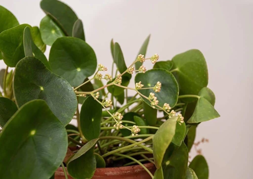 uobičajenih razloga zbog kojih biljke Pilea peperomioides opadaju lišće