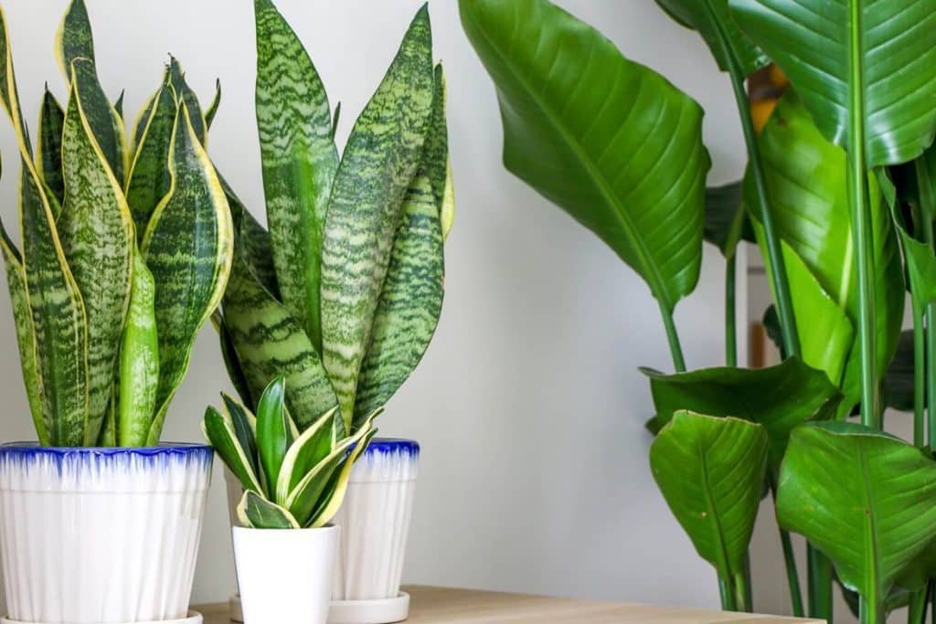 Gde postaviti biljke zmija u kući