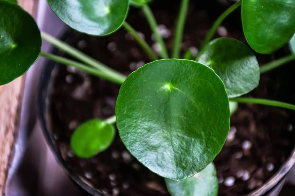 Kada i kako oploditi biljke Pilea peperomioides
