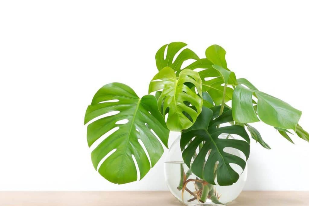 Kako razmnožavati biljke Monstera Deliciosa kod kuće