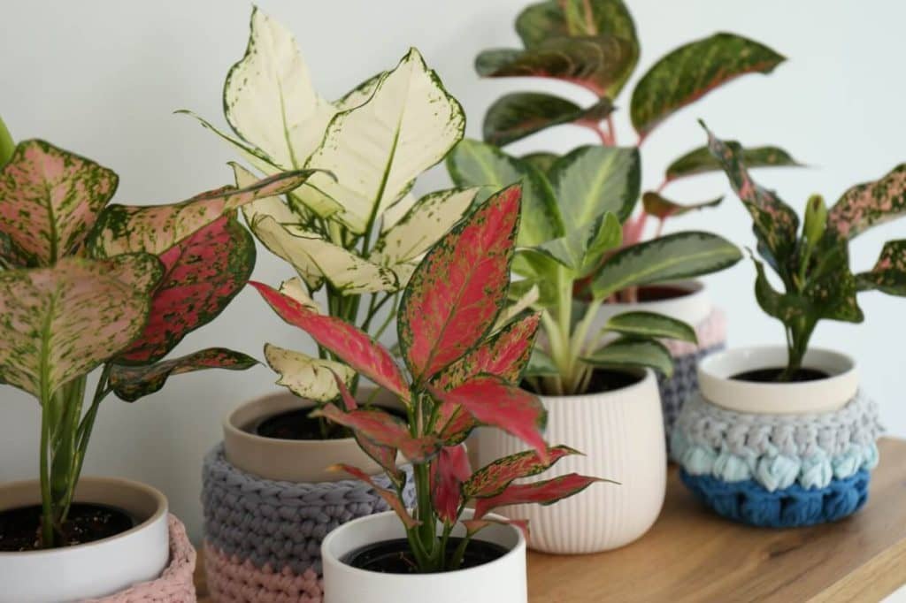 Kako se nositi sa uobičajenim štetočinama i bolestima Aglaonema