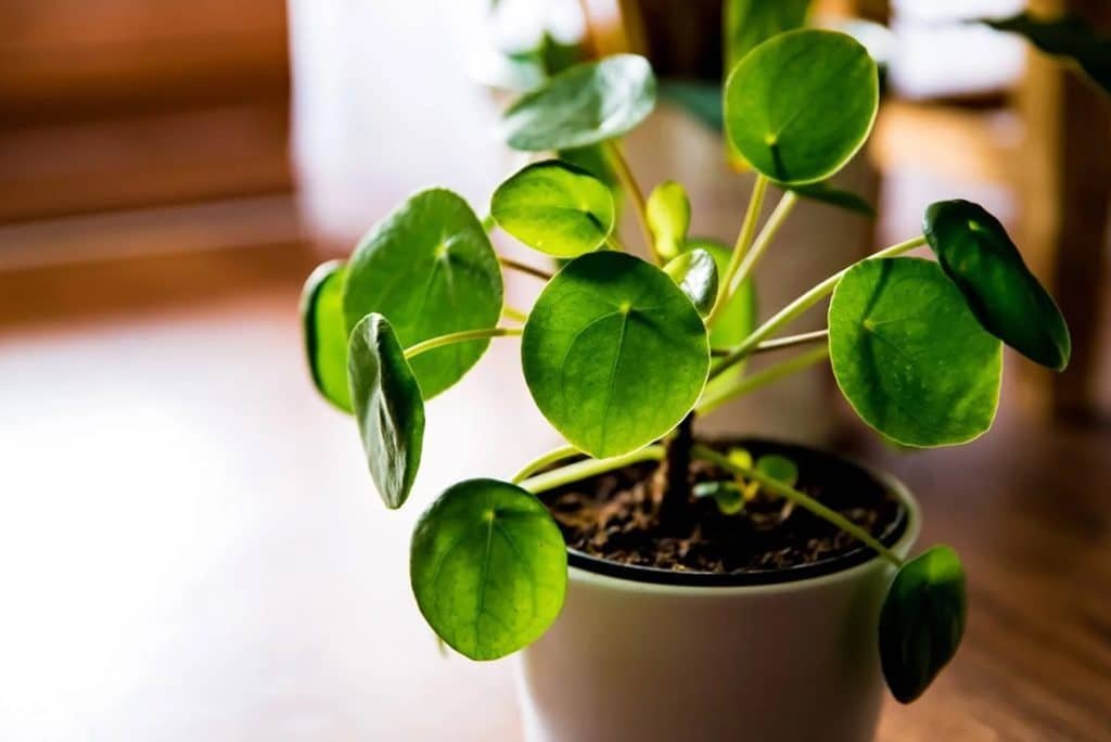 Pilea peperomioides Tolerancije temperature i vlažnosti