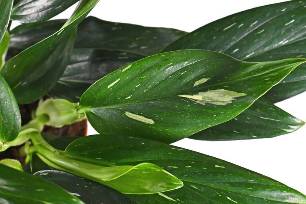 Ultimativni vodič za negu biljaka Monstera standleiana