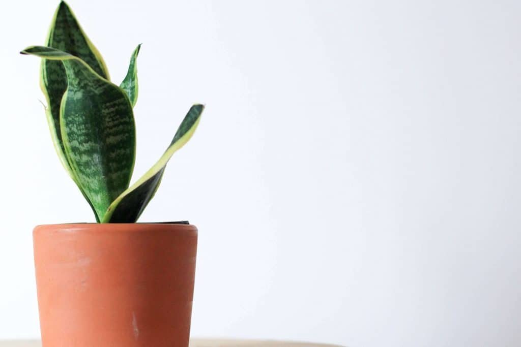 Ultimativni vodič za negu biljaka zmija Dracaena trifasciata