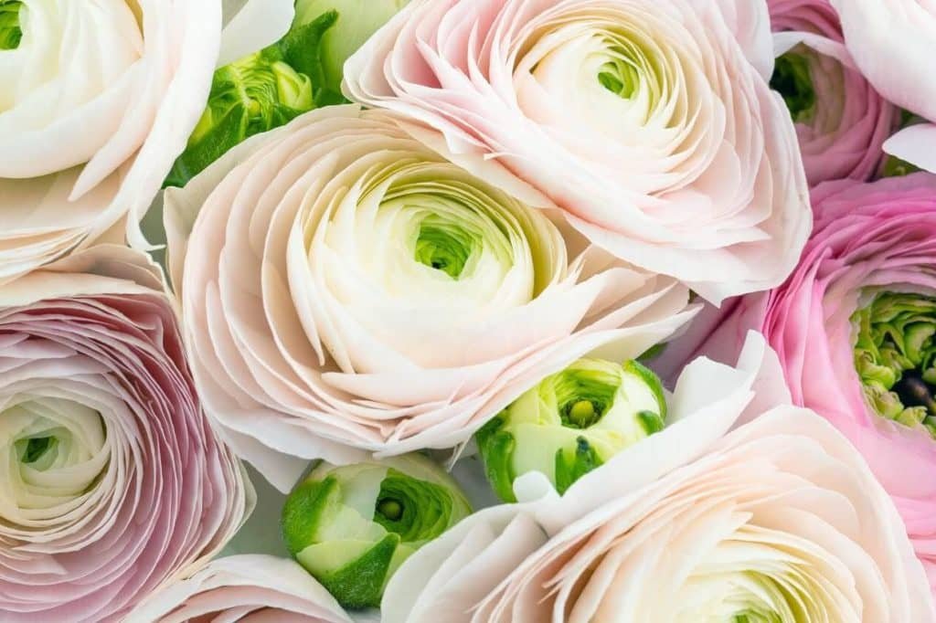 Ultimativni vodič za značenje poreklo i sorte cveta Ranunculus