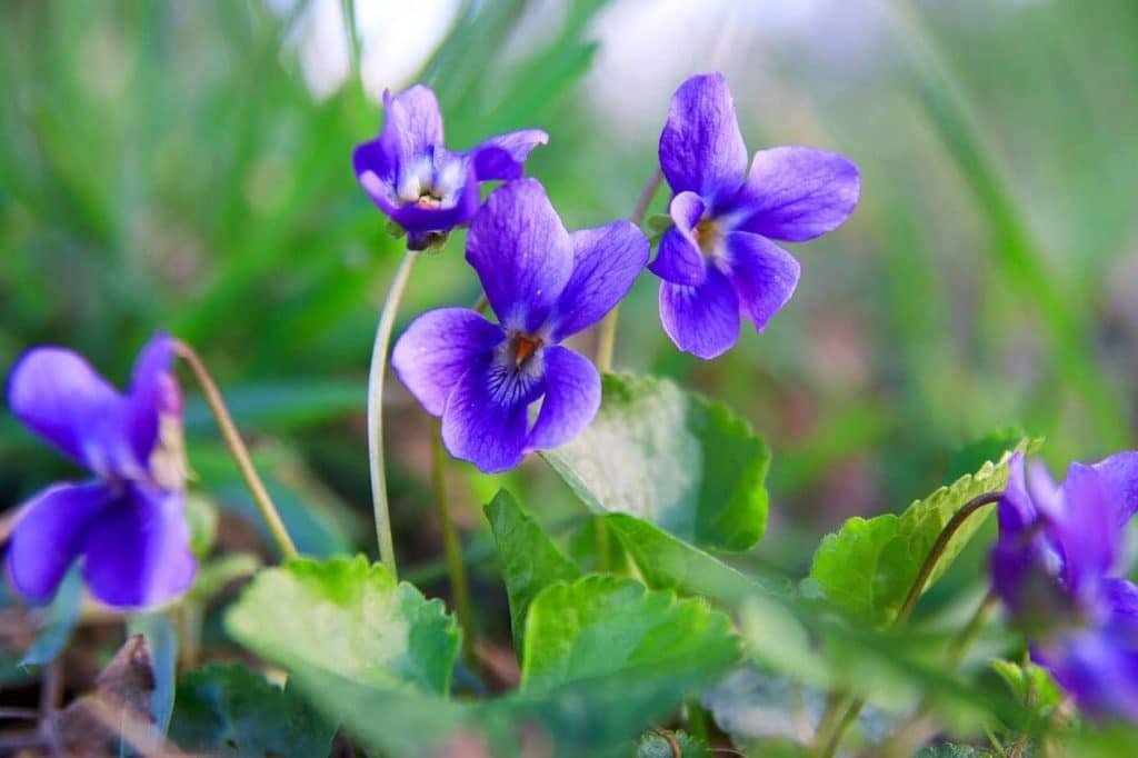 Cveće za rodjenje februara i njihova značenja