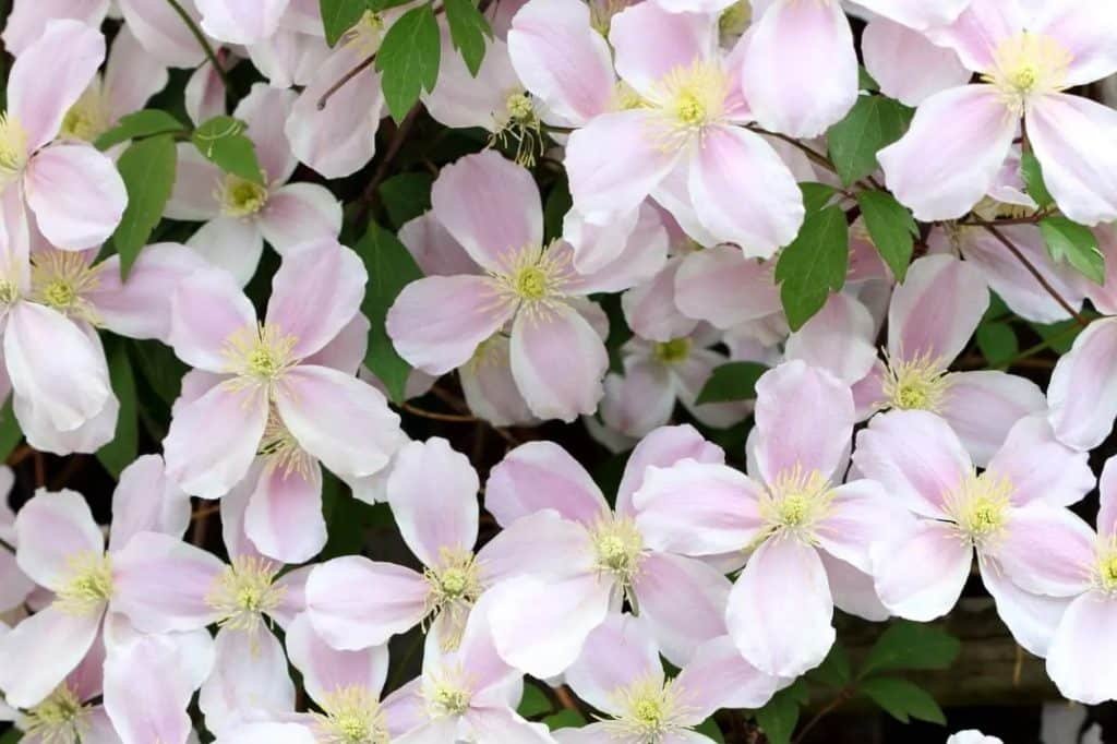 Kako uzgajati i brinuti se za Clematis Montana kod kuće