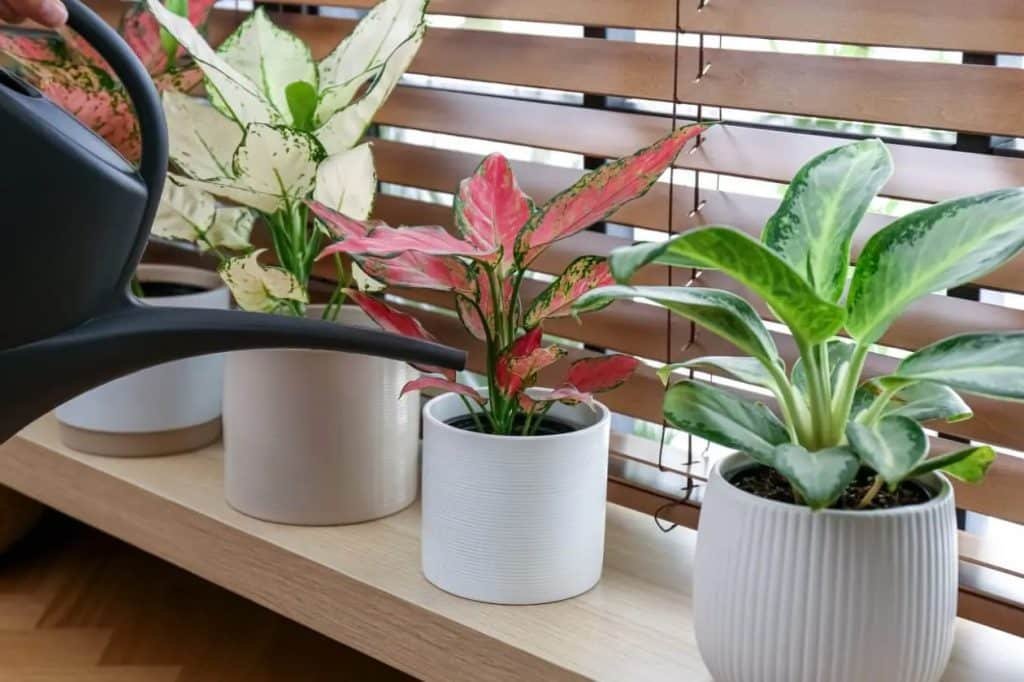Kako zalijevati biljke Aglaonema kineske zimzelene biljke