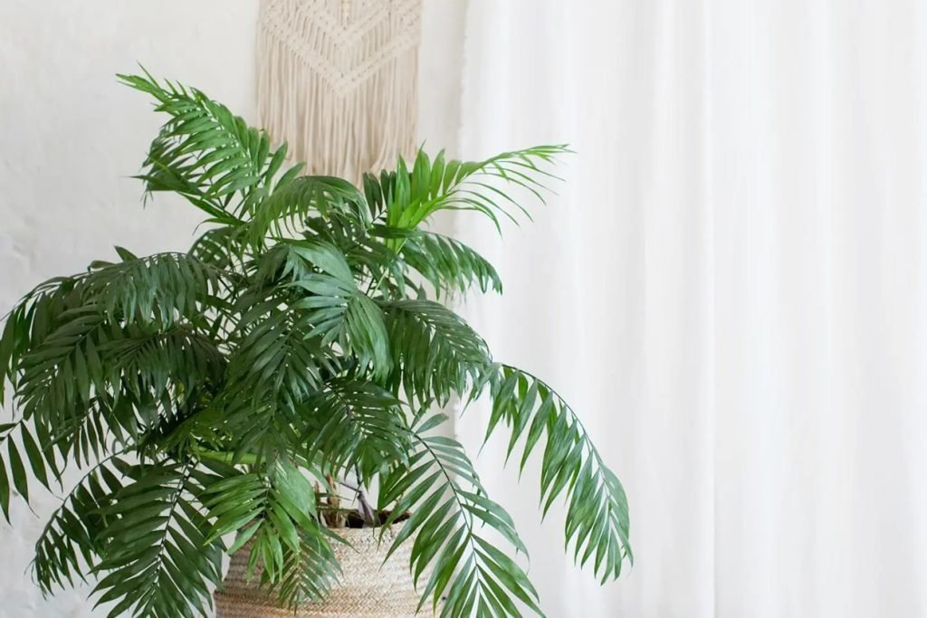 Gde pozicionirati Areca Palme u kuci