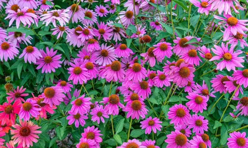 Kako iseci cesarke za vazu ili buket