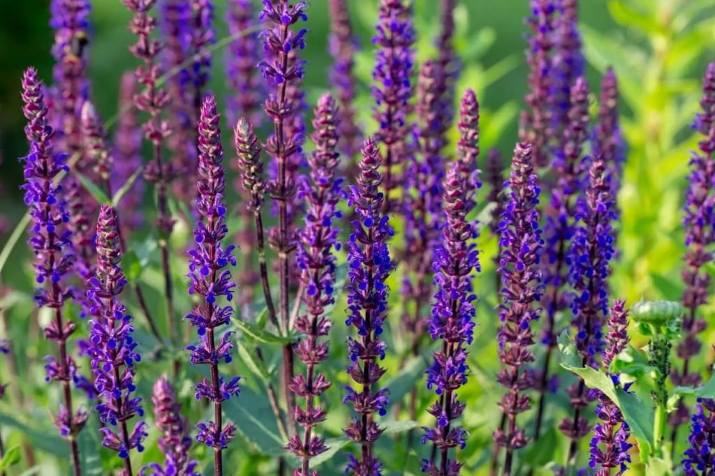 Kako uzgajati Salvia nemorosa sumska zalfija