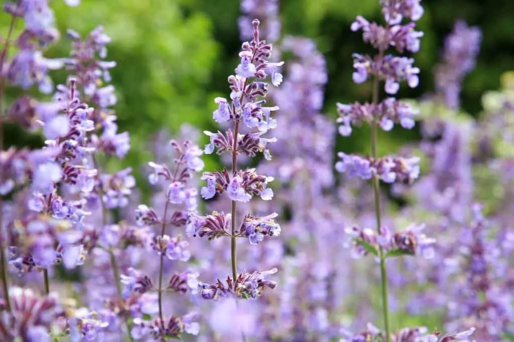 Kako uzgajati macju travu Nepeta – osnovni saveti