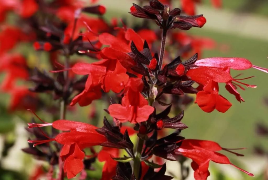 Kako uzgajati teksasku zalfiju Salvia coccinea