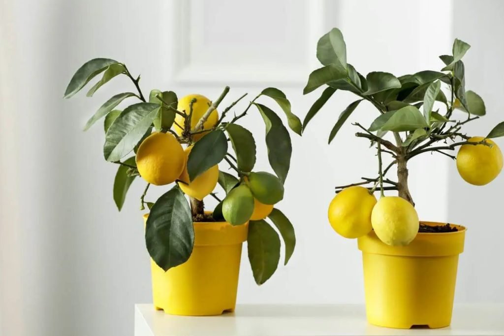 Najbolje tlo za drvece citrusa u zatvorenom prostoru
