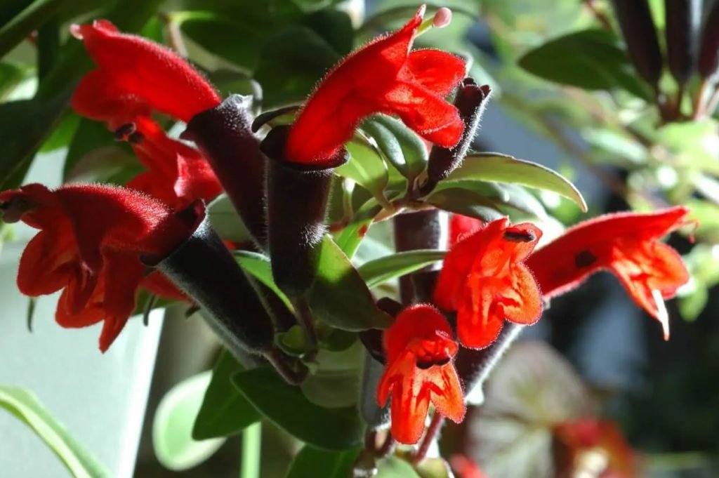 Ultimativni vodic za negu biljaka karmina kod kuce Aeschinanthus Radicans