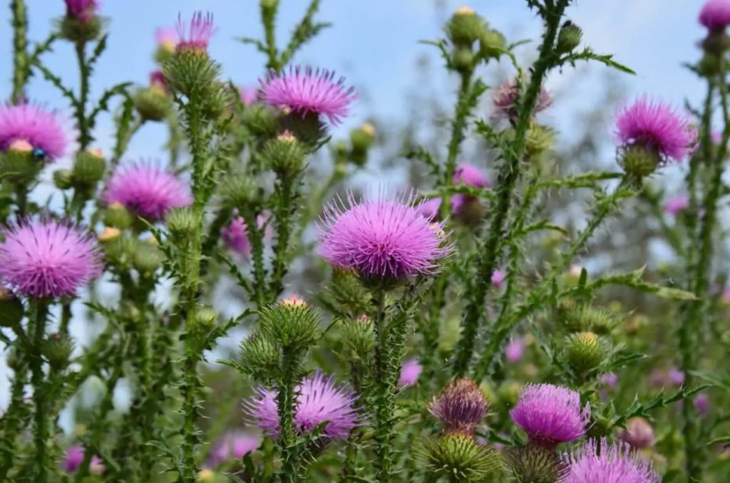 Ultimativni vodic za znacenje cveta cicka Cirsium