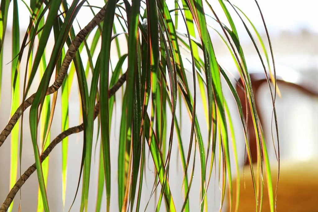 uobicajenih uzroka zutog lisca na biljkama Dracaena Marginata