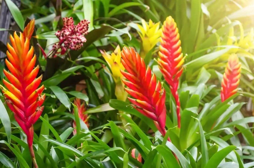 Hranjenje i djubrenje biljaka bromelije osnovni saveti