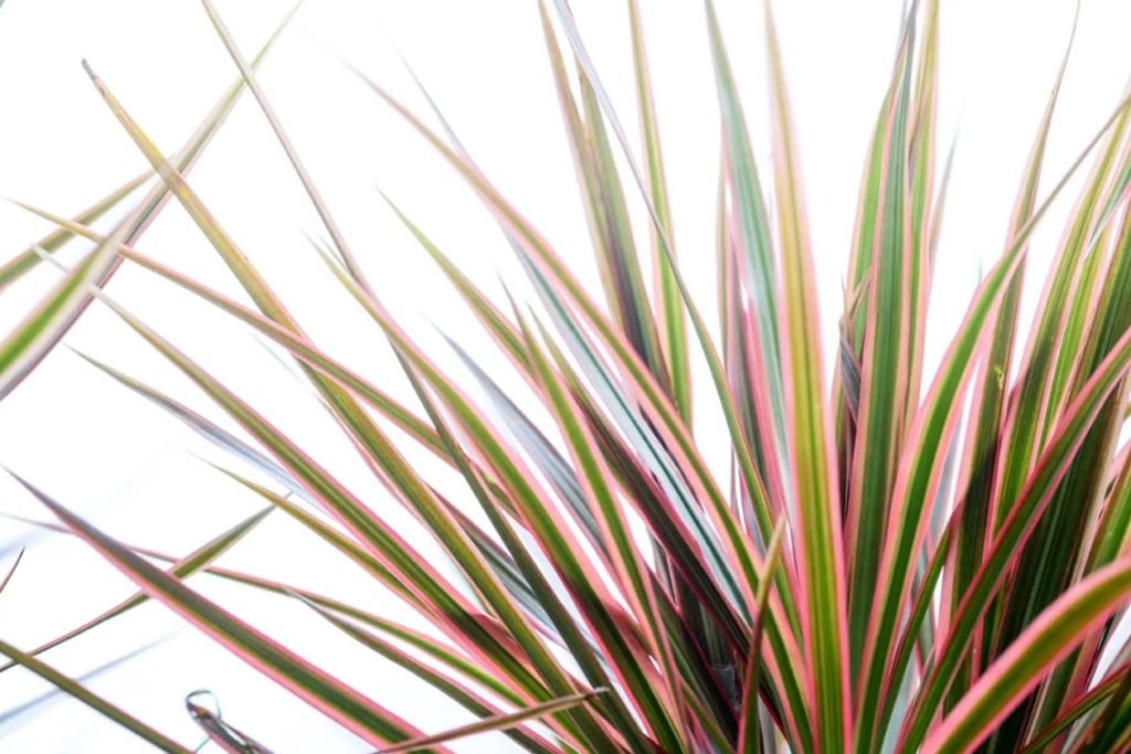 Kada i kako oploditi biljke Dracaena Marginata