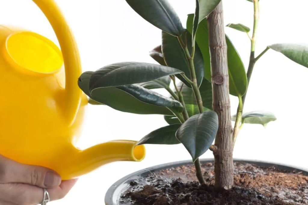 Kada i kako zalijevati biljke Ficus Audrei osnovni saveti