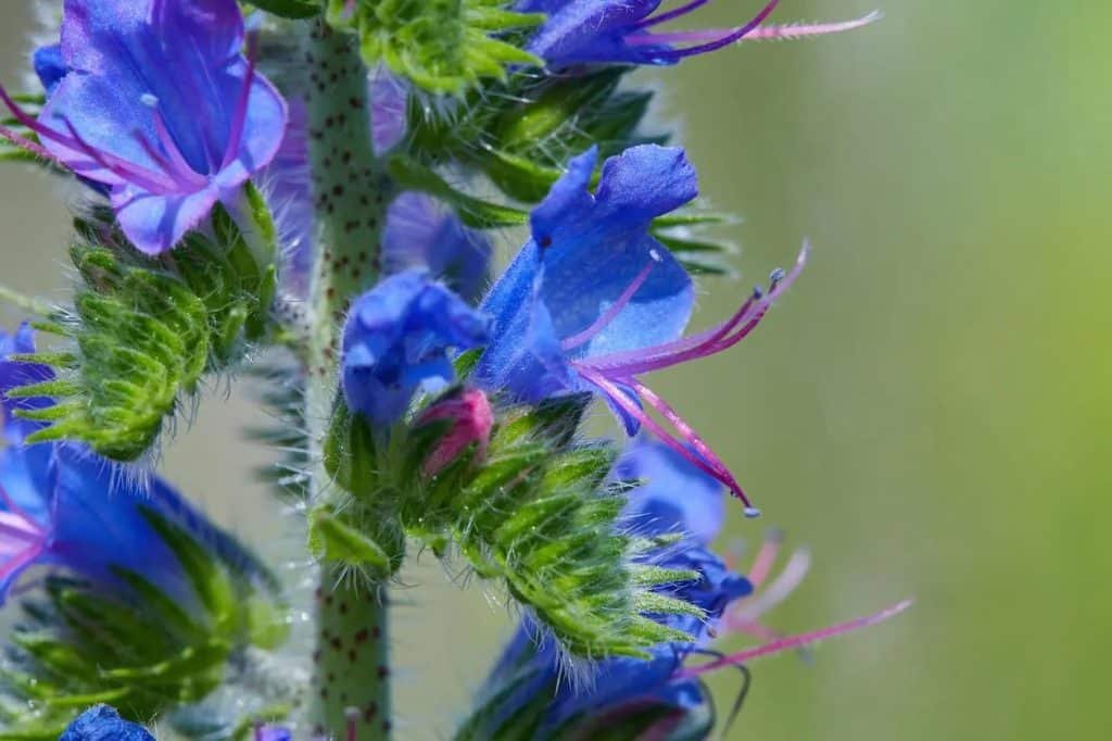 Ultimativni vodic za Vipers Bugloss Echium vulgare