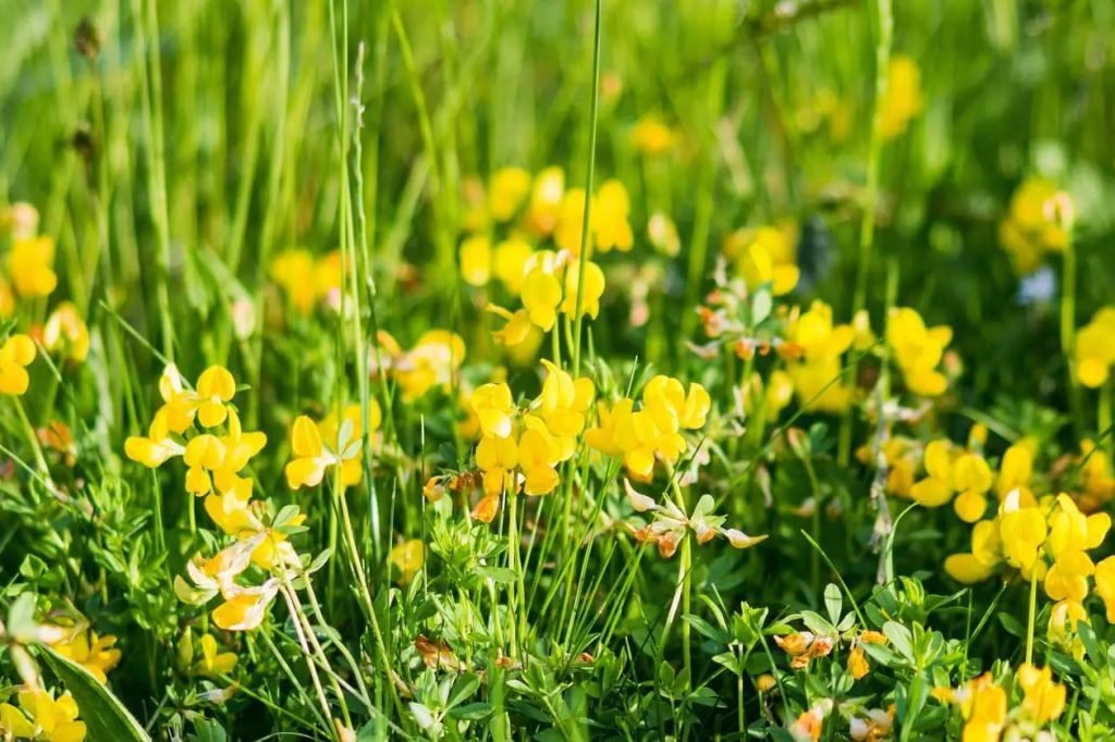 Ultimativni vodic za pticji trolist Lotus corniculatus