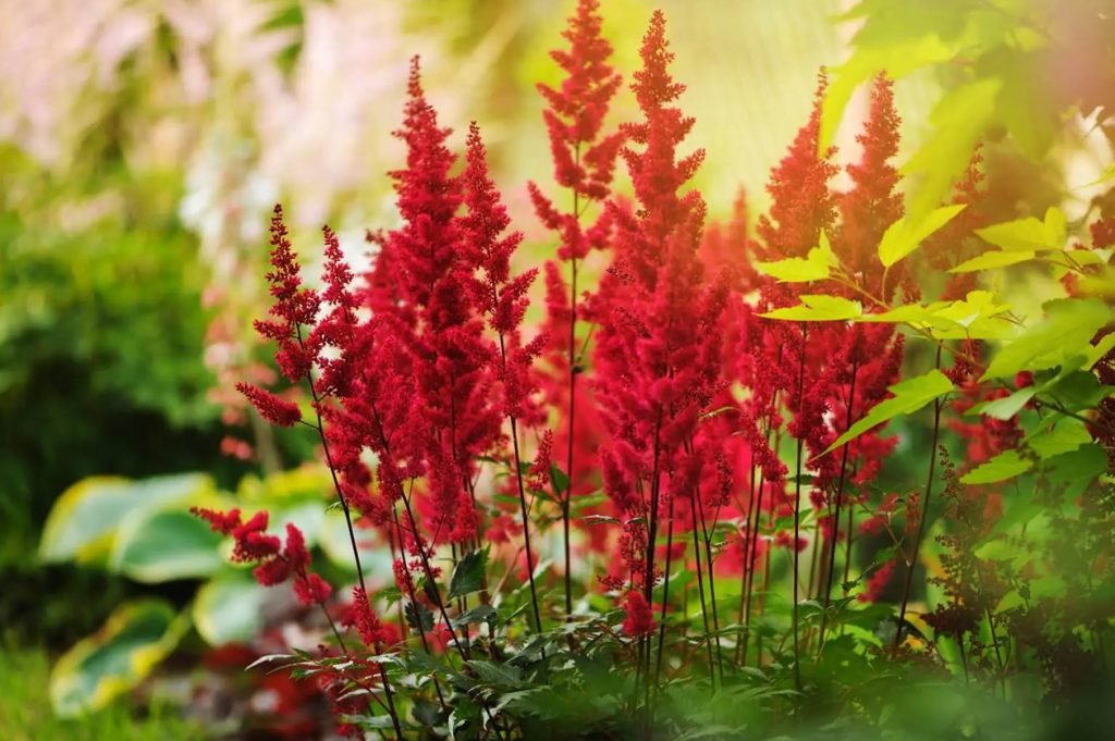 Znacenje cveta astilbe vrste i saveti za uzgoj