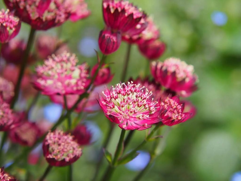 Znacenje vrste i saveti za uzgoj cveca astrantije