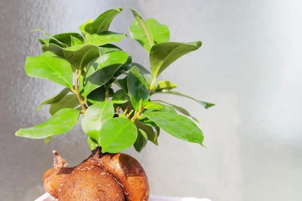 uobicajenih stetocina i bolesti Ficus Ginseng