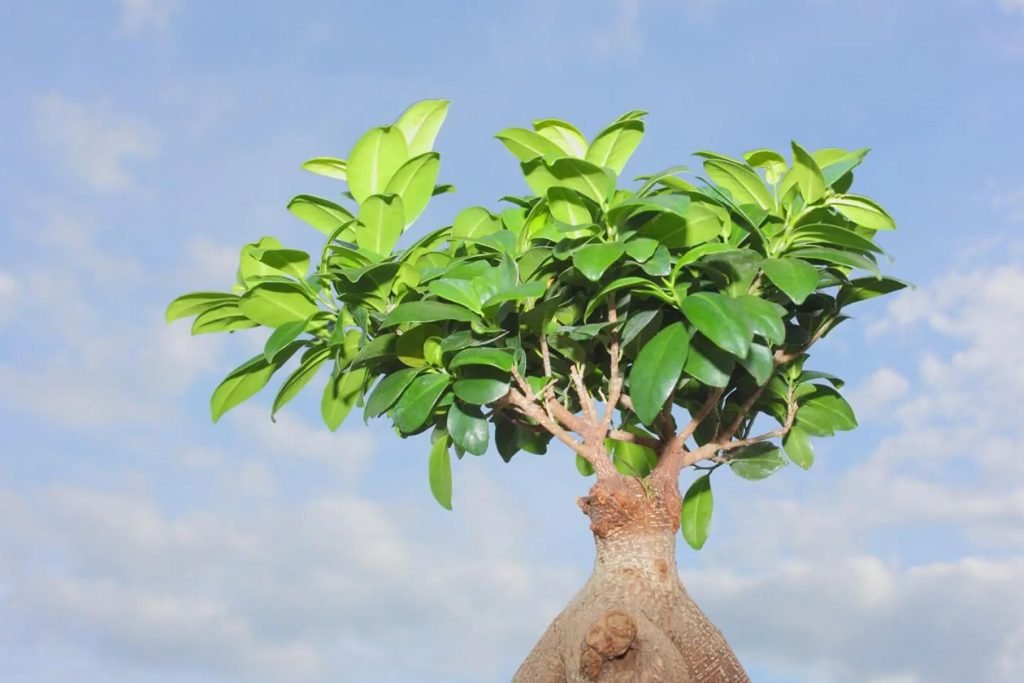 neverovatnih prednosti biljaka Ficus Ginseng