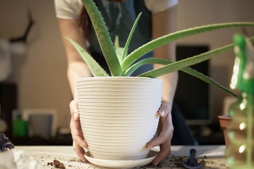 Kako da podelim i transplantiram biljku aloje