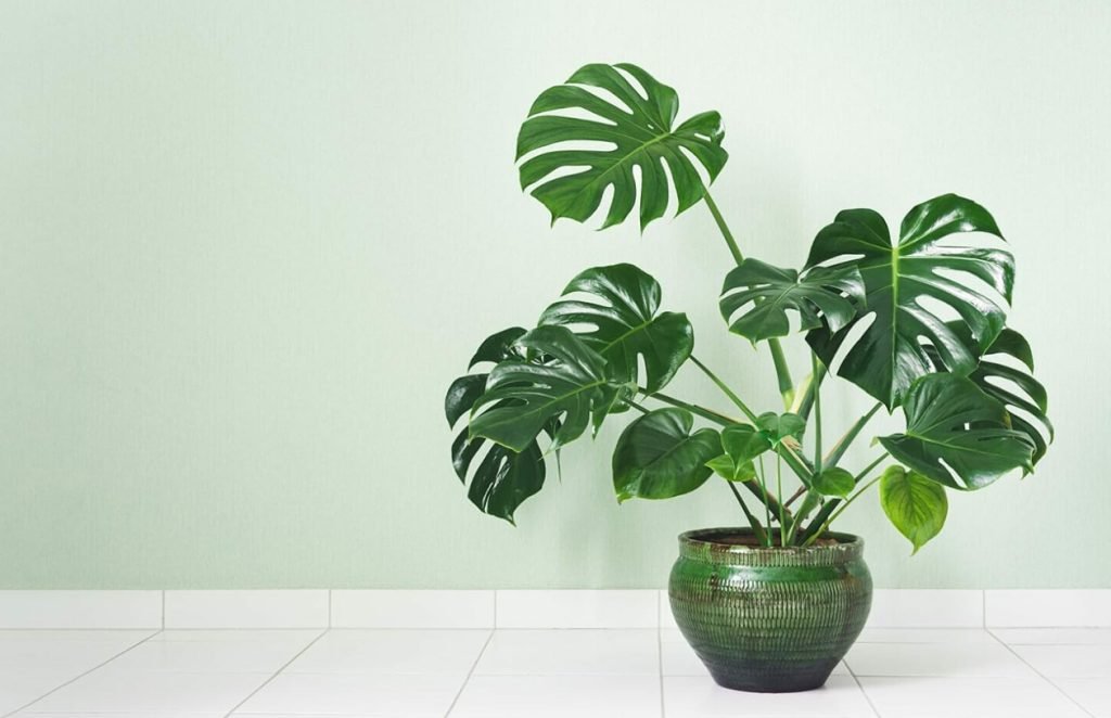 Koja je velicina saksije najbolja za biljke Monstera