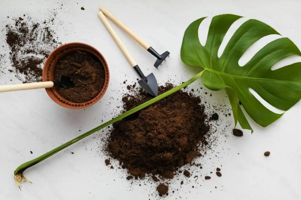 Najbolja mesavina tla za biljke Monstera osnovni saveti