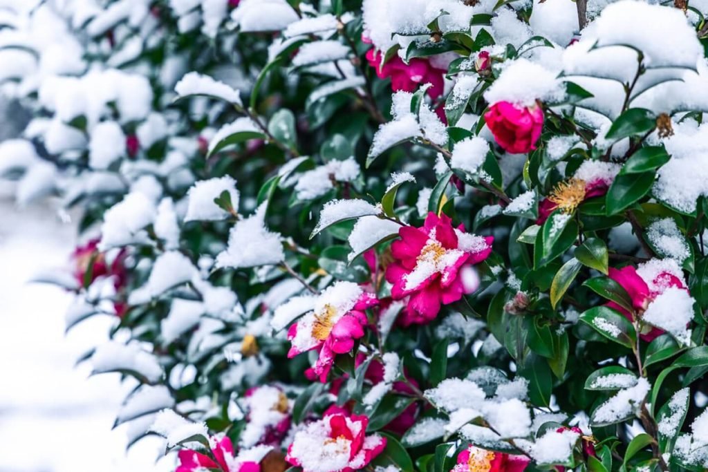 Hladna istina sta se desava sa pupoljcima kamelije na niskim temperaturama