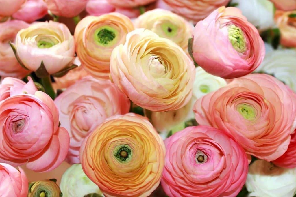 Rodjendansko cvece za vasu zenu Vas vrhunski vodic za odabir najboljeg cveca