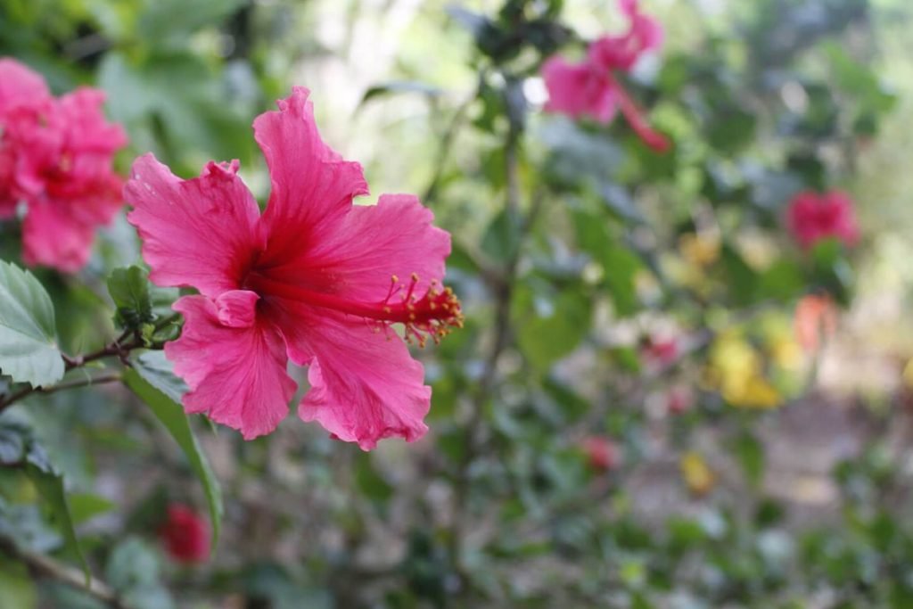 Moze li hibiskus da raste u punoj senci
