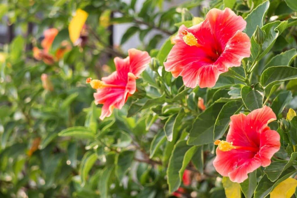 Zahtevi u zemljistu hibiskusa za optimalan rast i maksimalno cvetanje osnovni saveti