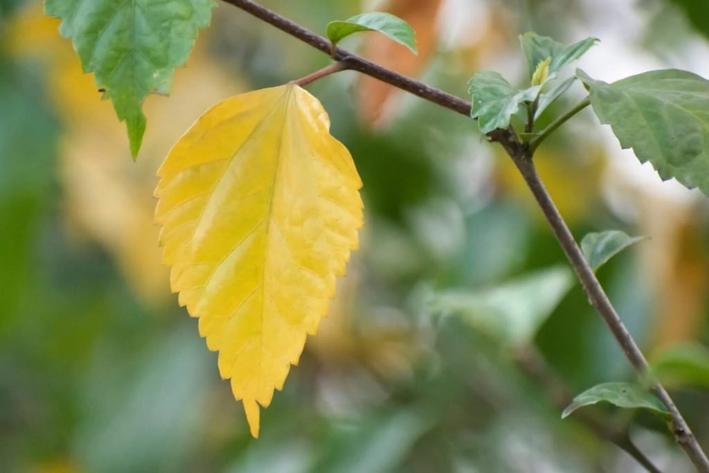 Zasto mi listovi hibiskusa postaju zuti uobicajenih uzroka