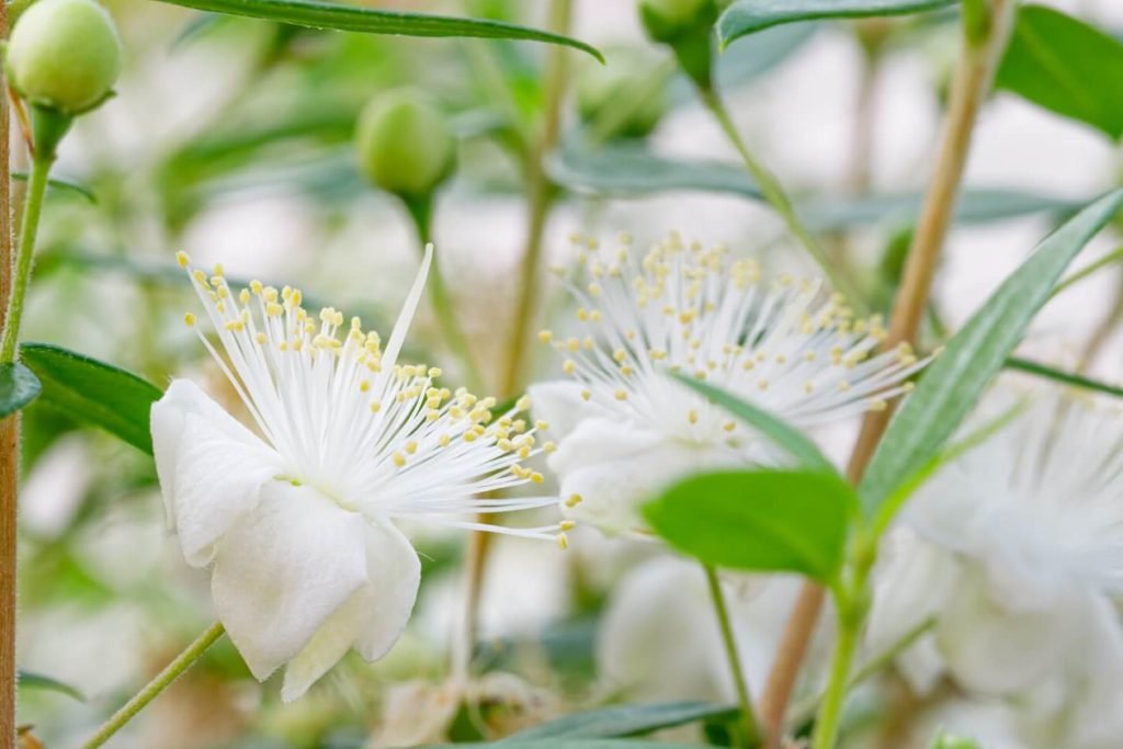 Zemljiste od obicne mirte najbolje vrste za optimalan rast