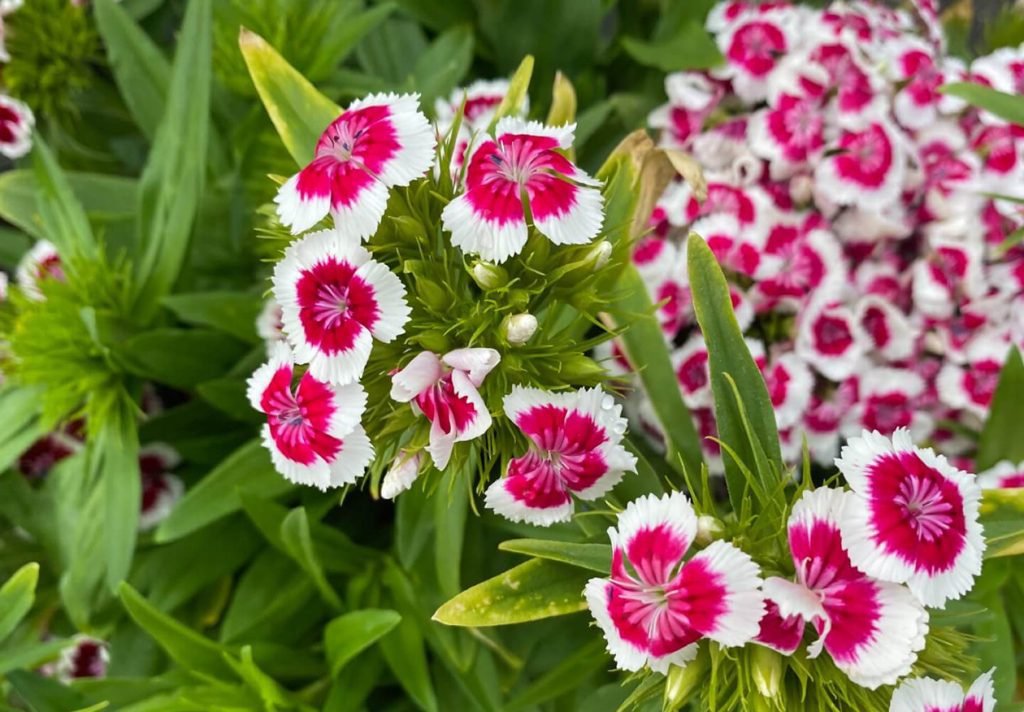 Mogu li biljke karanfila rasti u zatvorenom prostoru