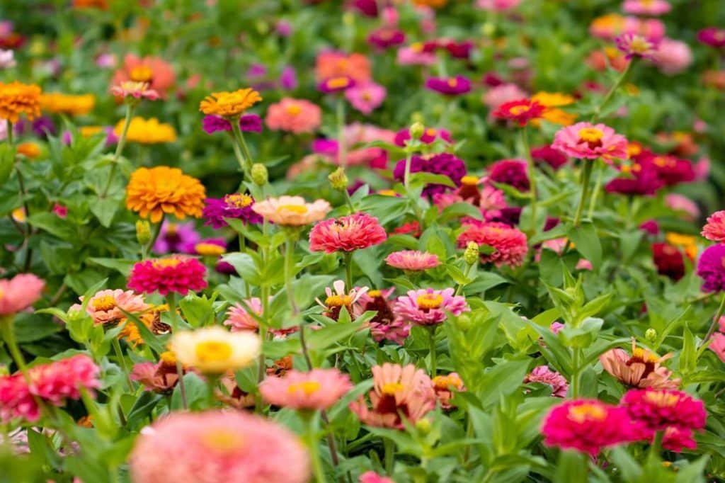 najboljih pratecih biljaka za cinije