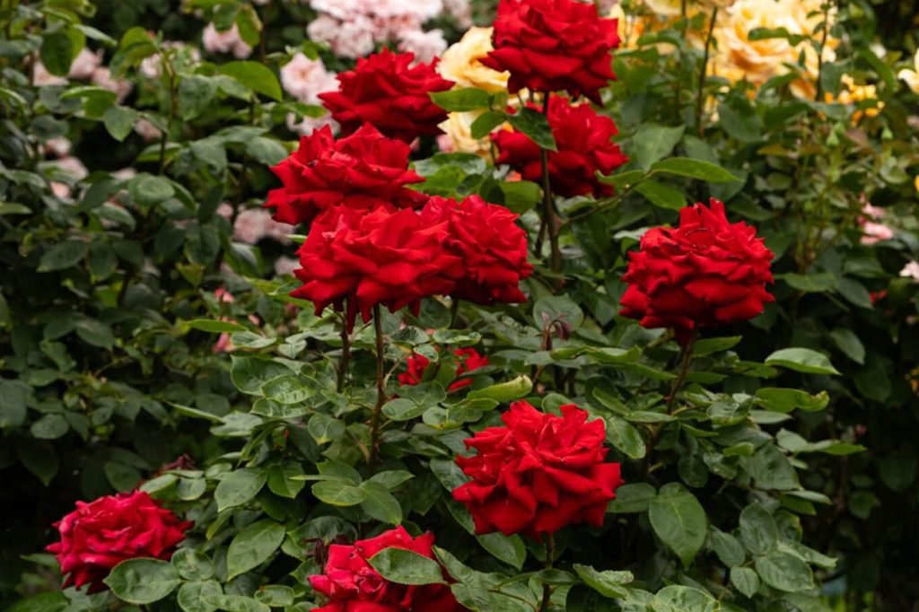 uobicajenih razloga za zuto lisce ruze i kako to popraviti