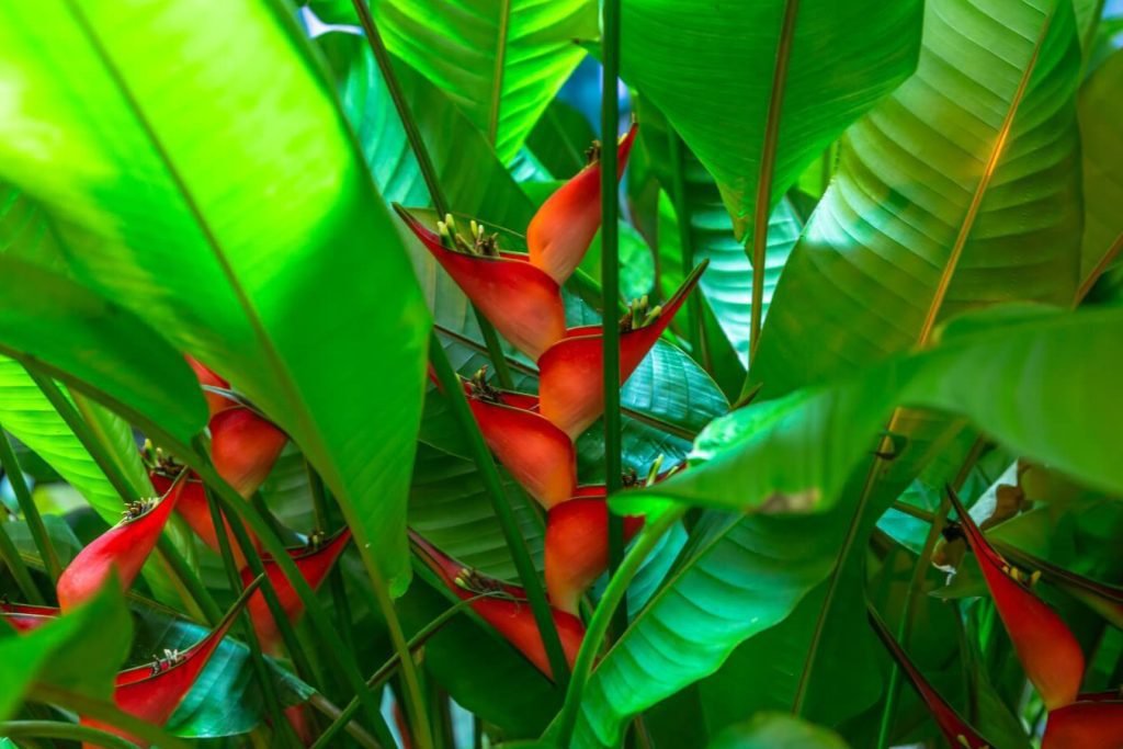 jedinstvenih cveca u dzungli i prasuma