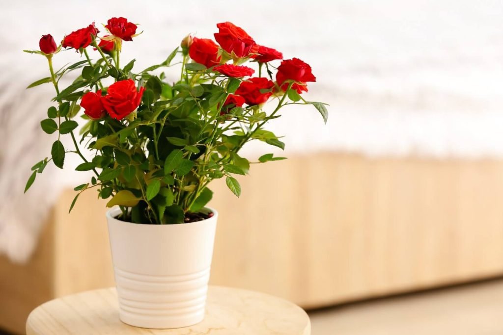 Ruze mogu li cvetati u zatvorenom prostoru Vas osnovni vodic