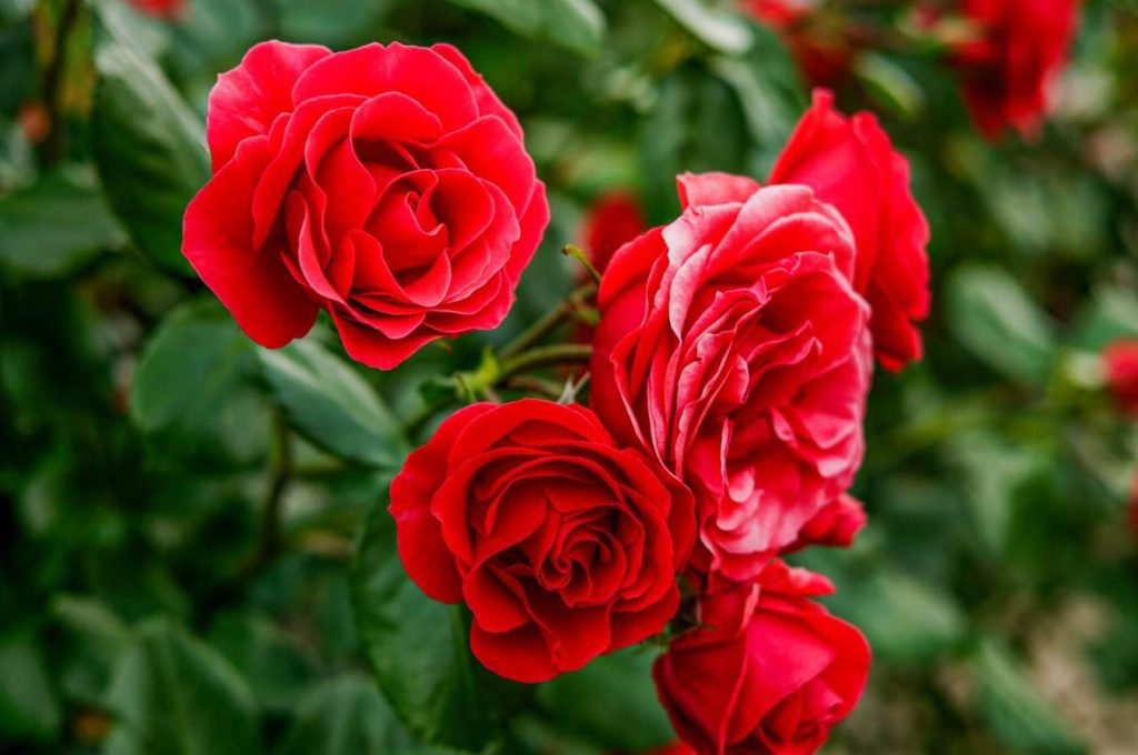 Uzgajanje ruza objasnjeni idealni svetlosni uslovi